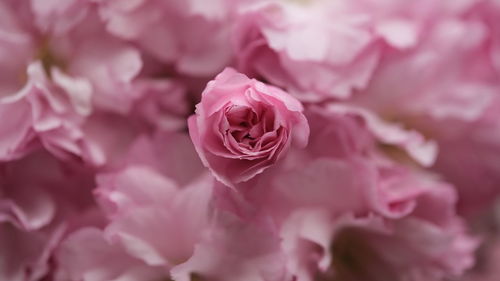 Close-up of rose