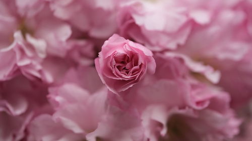 Close-up of pink flowering plant sakura cherry blossom spring leaves green and pink background