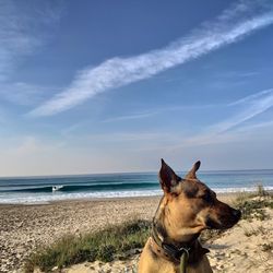 Dog on beach