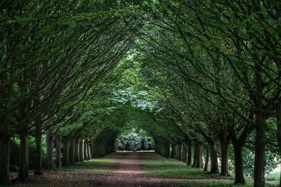 Footpath amidst trees in park