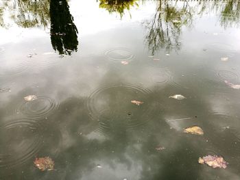 Reflection of trees in lake