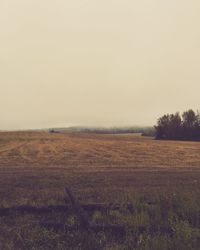 Scenic view of field against clear sky