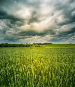 A beautiful crop grain field in the middle of summer. summertime scenery of northern europe.