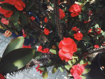 Close-up of red flowers