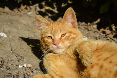 Portrait of ginger cat resting on street
