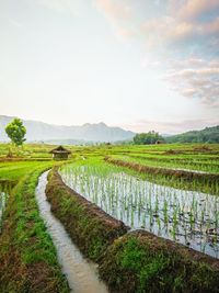 Scenic view of agricultural field against sky