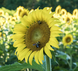 Close-up of insect on sunflower