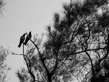 Low angle view of bird perching on bare tree against sky