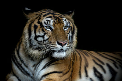 Close-up of a tiger