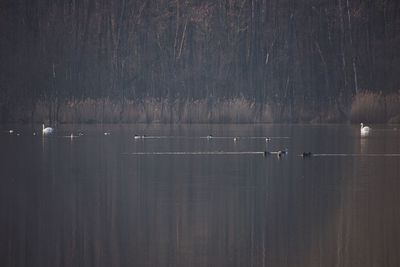 View of birds on lake