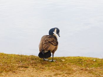 Close-up of bird in water