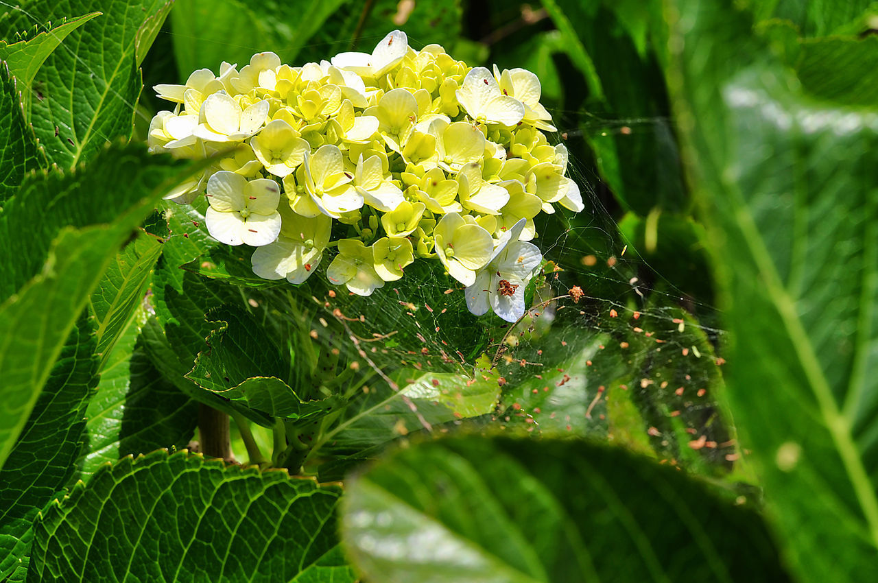 CLOSE-UP OF FRESH WHITE FLOWERING PLANTS