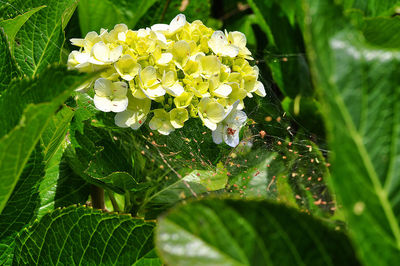 Close-up of white flowering plant