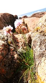 Close-up of flowers growing in field