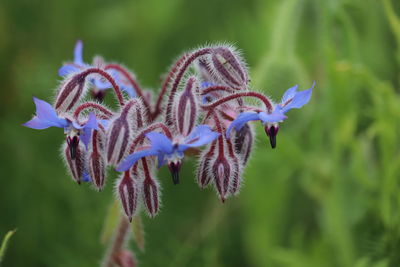 Close-up of purple flowering plant