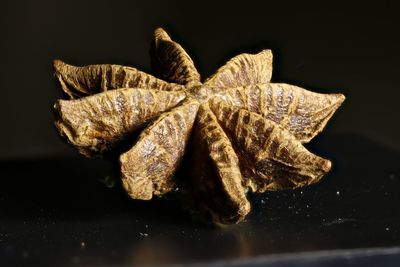 Close-up of dry leaf against black background