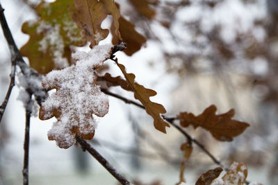 Close-up of frozen plant during winter