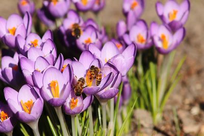 Close-up of honey bee pollinating on purple crocus