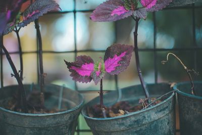 Close-up of pink potted plant