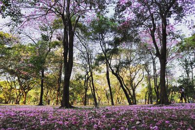 Close-up of flower trees against sky