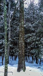 Trees on snow covered landscape