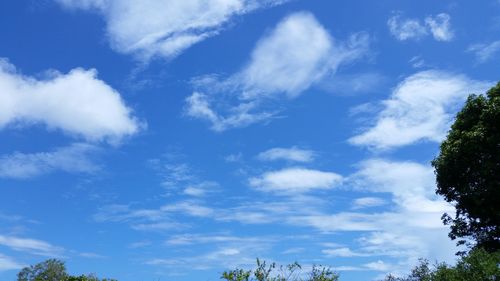 Low angle view of trees against blue sky