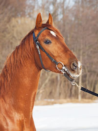 Close-up of horse