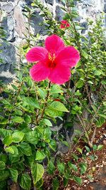 Close-up of pink flower blooming outdoors