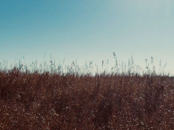 Plants on field against clear sky