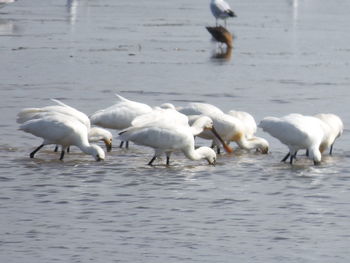 Birds in water