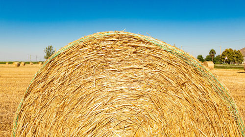 agriculture