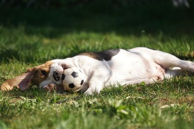 View of a dog resting on field