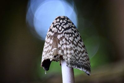 Close-up of bird perching outdoors