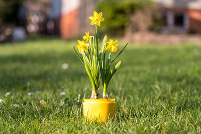 Close-up of yellow flowering plant on field