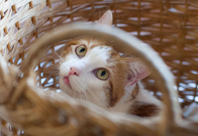 Close-up portrait of cat in basket