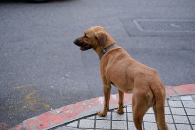 Side view of a dog looking away on road