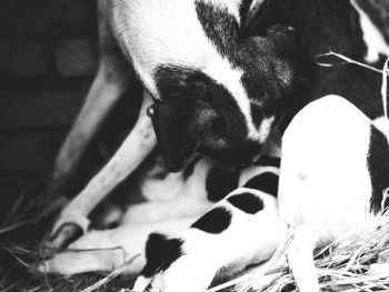 Close-up of puppy sleeping