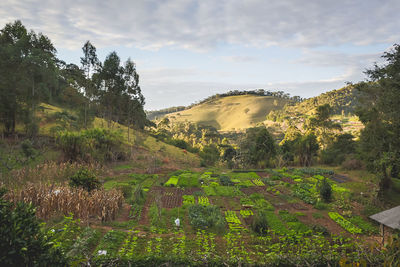 Scenic view of landscape against sky