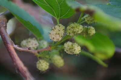 Close-up of honey bee on flower