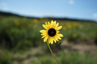 Close-up of yellow flower blooming in field