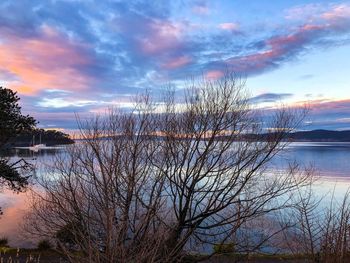 Bare tree by lake against sky during sunset