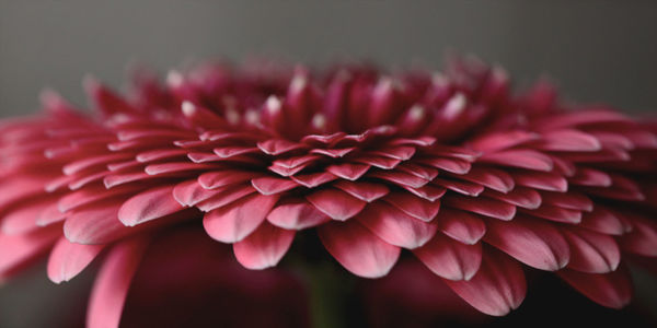 Close-up of pink dahlia flower