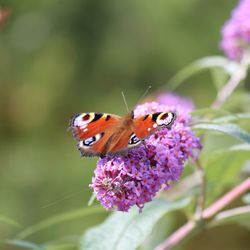 Close-up of butterfly pollinating on flower