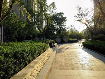 Footpath in garden