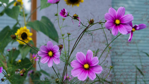 Close-up of pink flowers