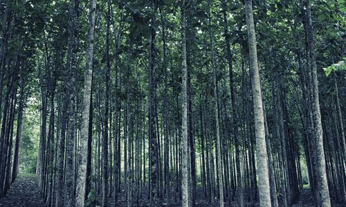 Trees in forest