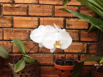 Close-up of white flower