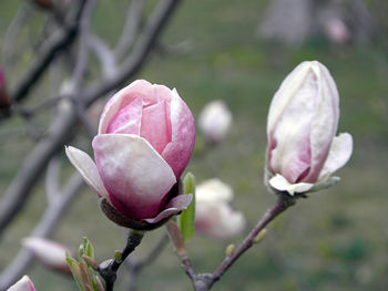 Close-up of pink rose bud