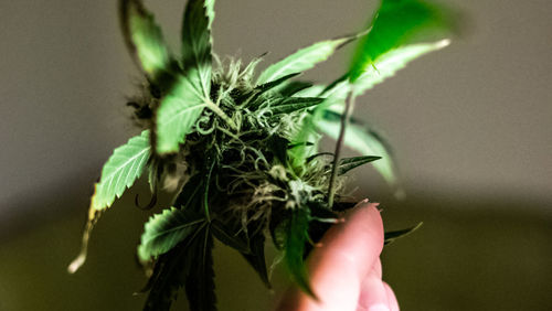 Close-up of hand holding plant