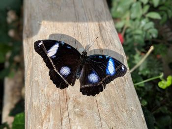 Close-up of butterfly on wood